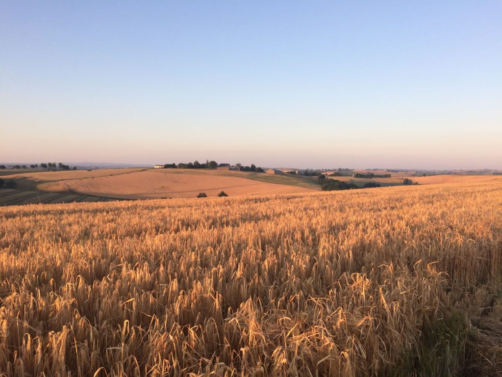 Champ d'orge pour l'alimentation des brebis